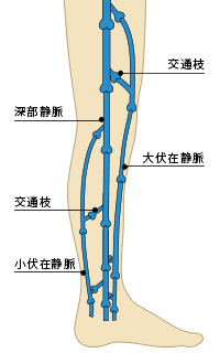 下肢血管イラスト